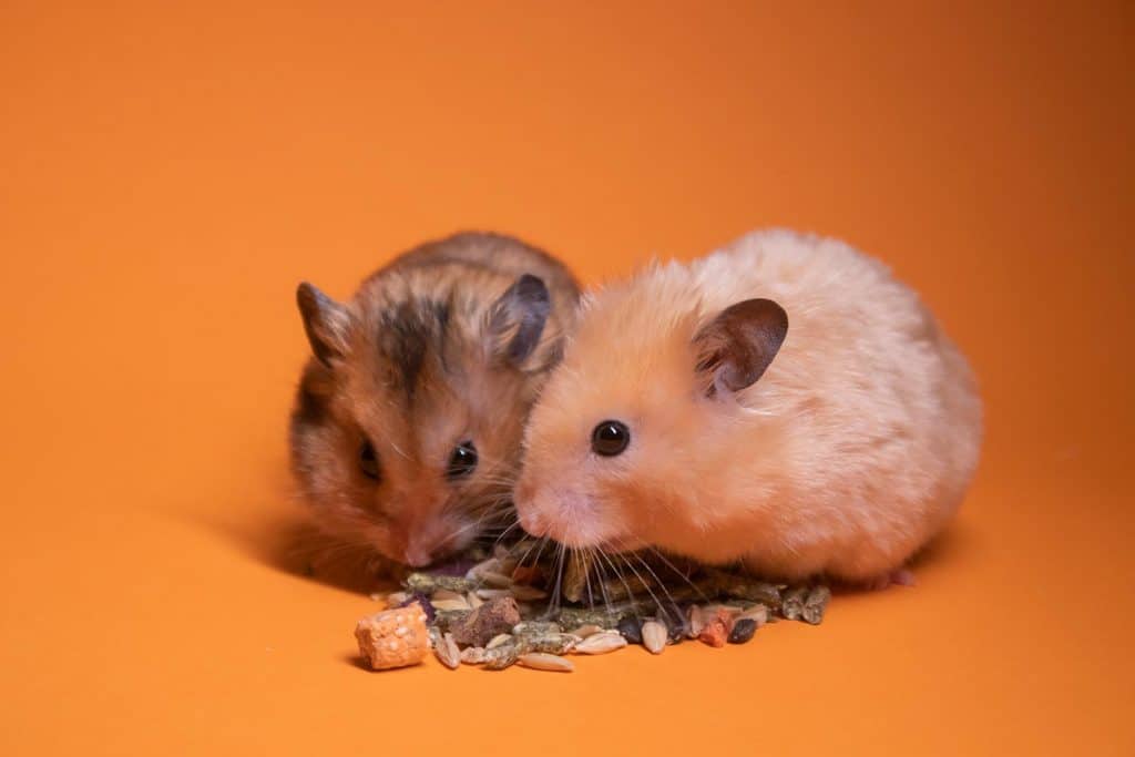 Two brown and beige hamsters eating food