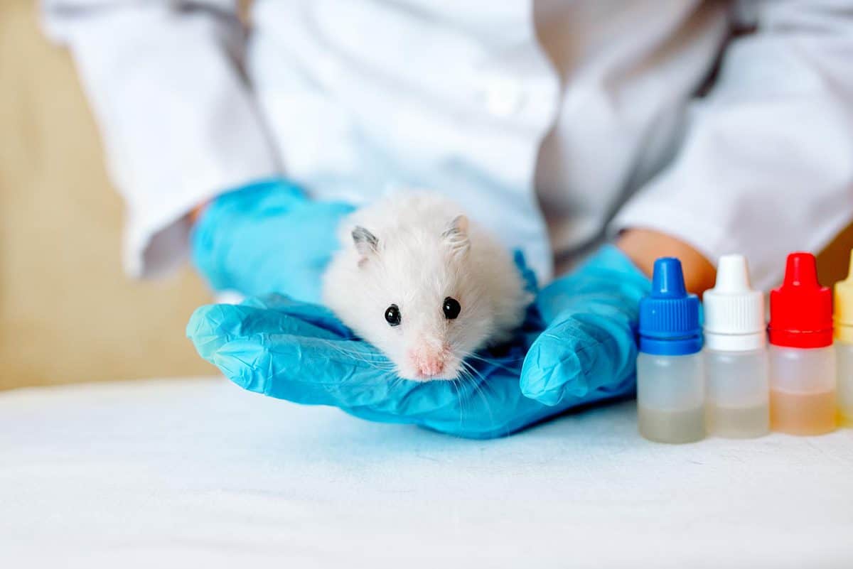 Veterinarian doctor is making a check up of a little hamster.