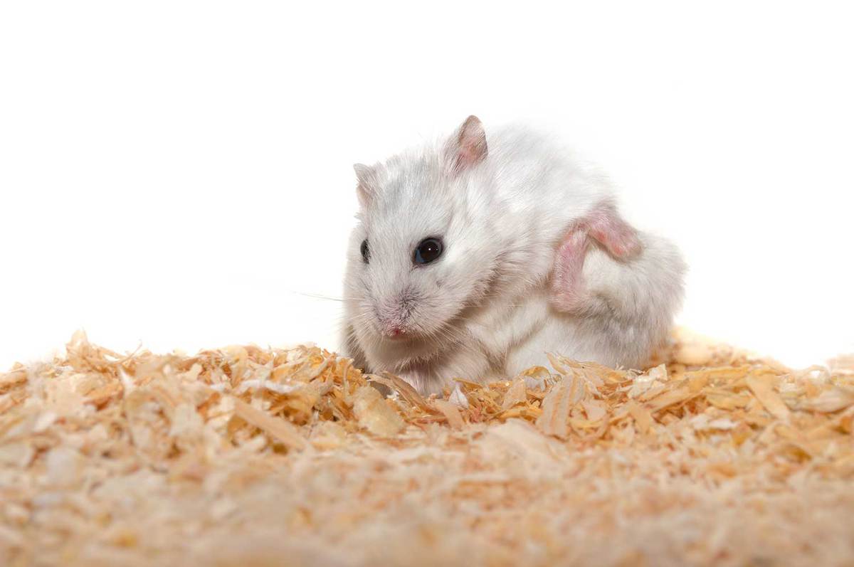 White hamster itching its body part