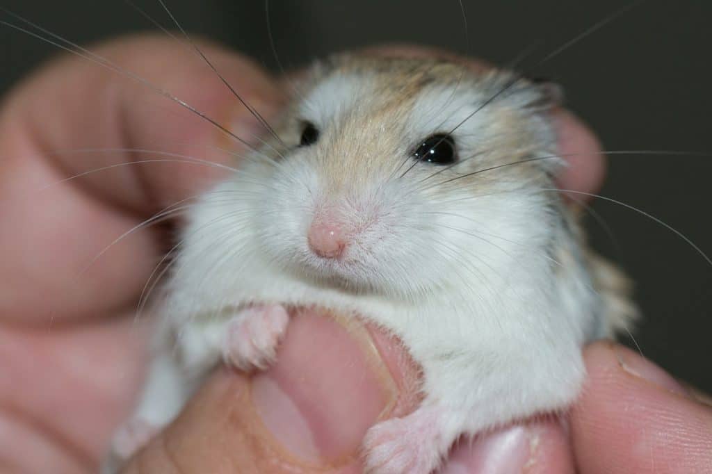 Holding a Hamster