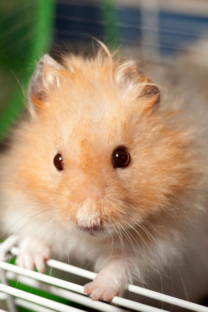 A fluffy Syrian hamster looking at the camera