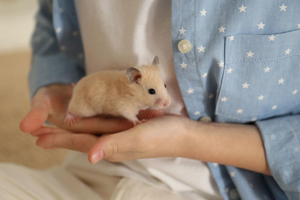 A woman holding a hamster on her hands