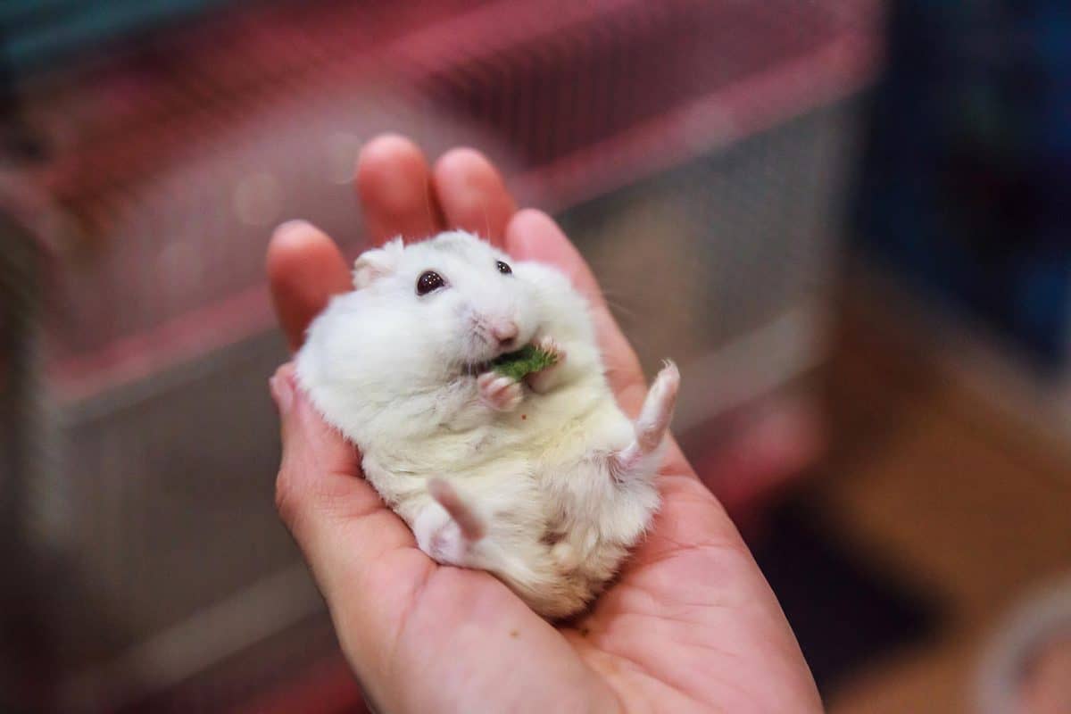 Cute hungry female winter white dwarf hamster