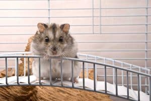 Do Hamsters Attract Mice or Other Rodents?