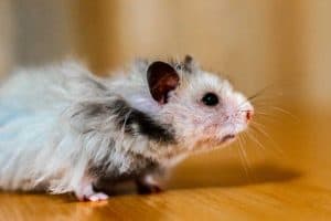Read more about the article Do Hamsters Smell? (And how to stop yours from stinking!)