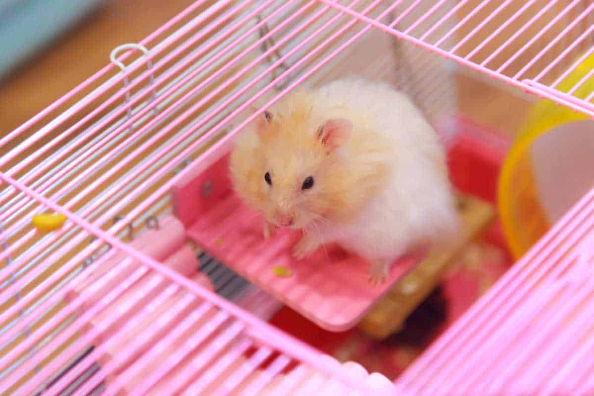 Hamster Cage Themes Ideas (Including seasonal and holiday themes!)
