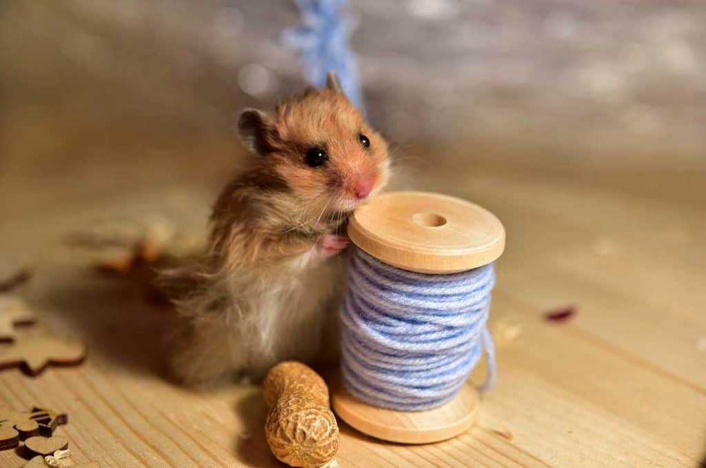 Adorable Teddy Bear Hamster playing with a roll of yarn