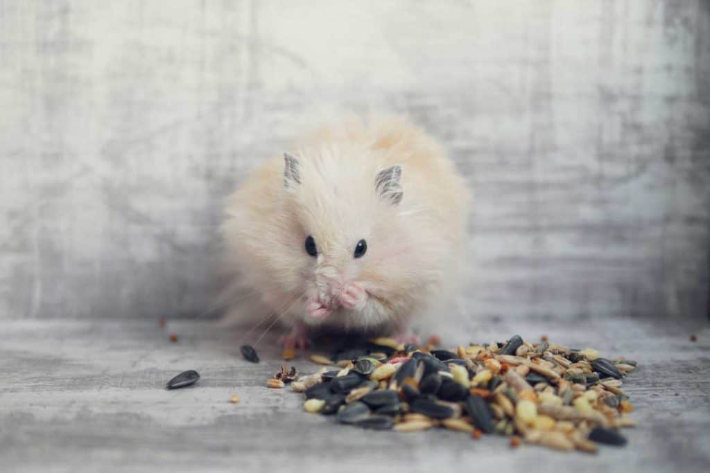 Front view of a cute hamster eating food