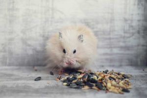 Read more about the article Why Do Hamsters Put Food in Their Cheeks? (And what you need to know about hamster cheek care)