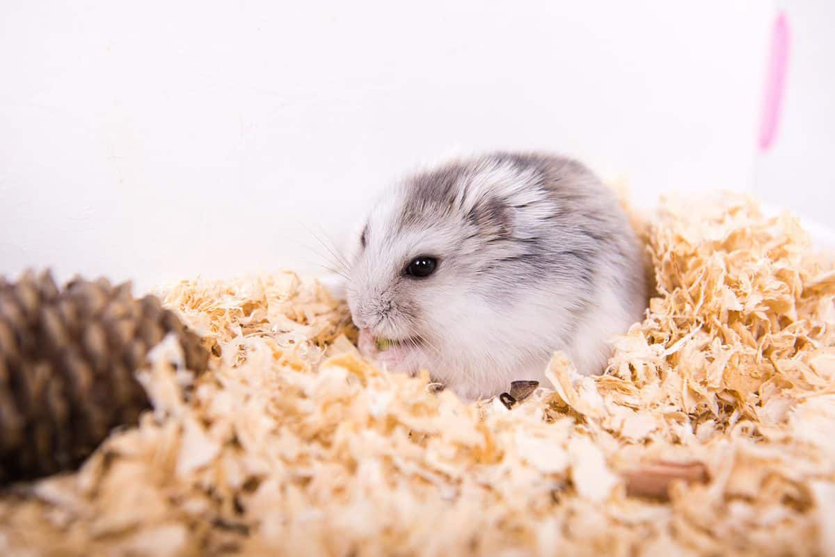 Fluffy hamster on a newly replace soiled bedding