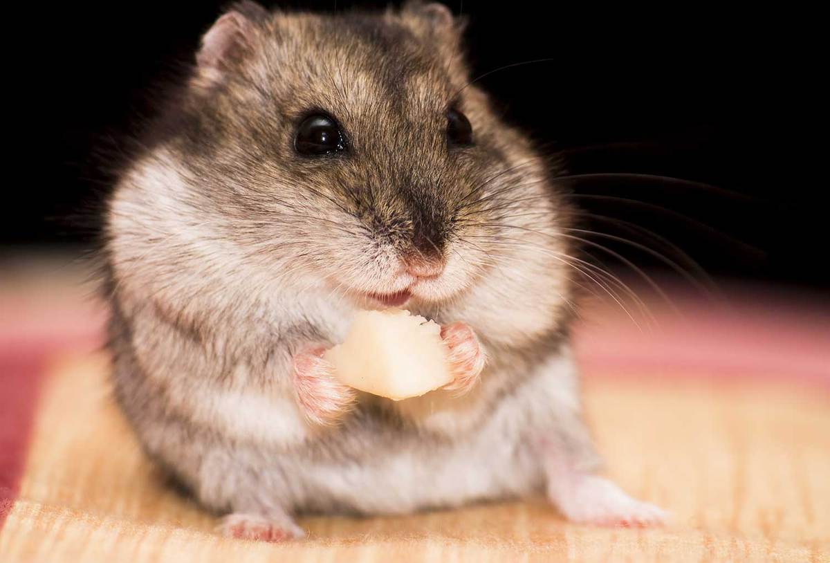 Front view of a cute hamster eating its food