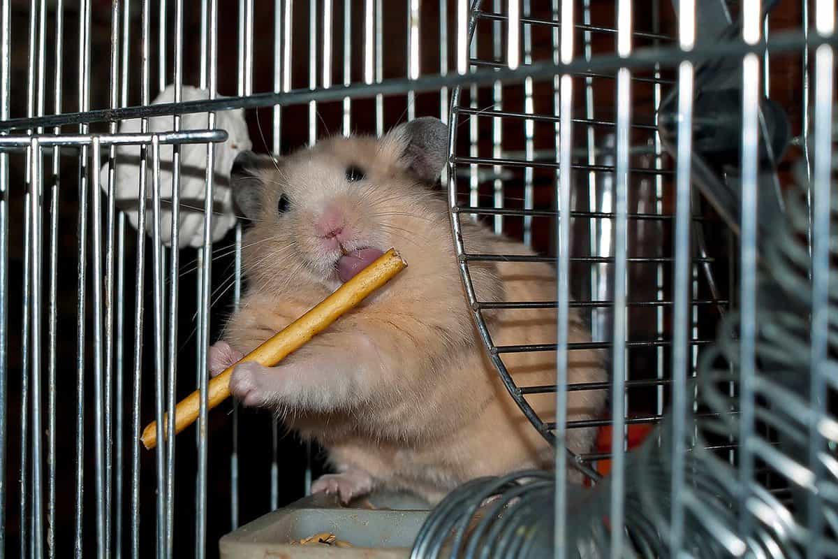 Hamster chewing stick