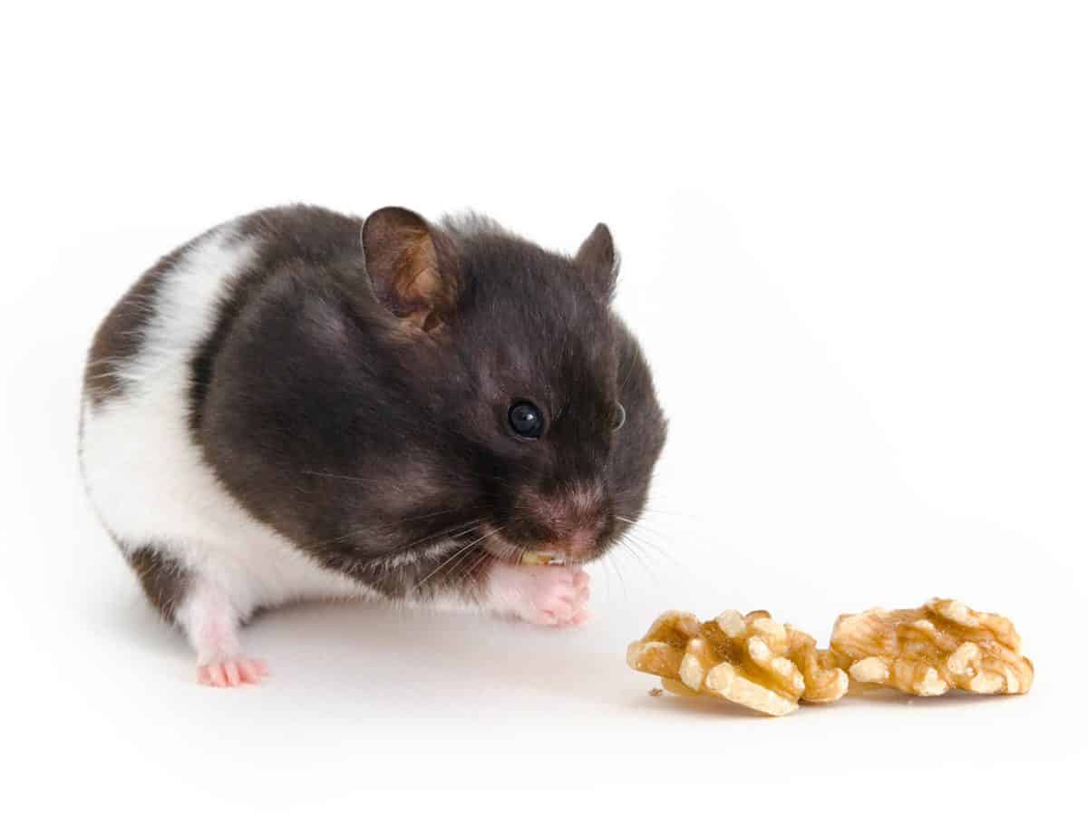Hamster stuffing its cheek pouches with as many walnuts as possibly fit inside