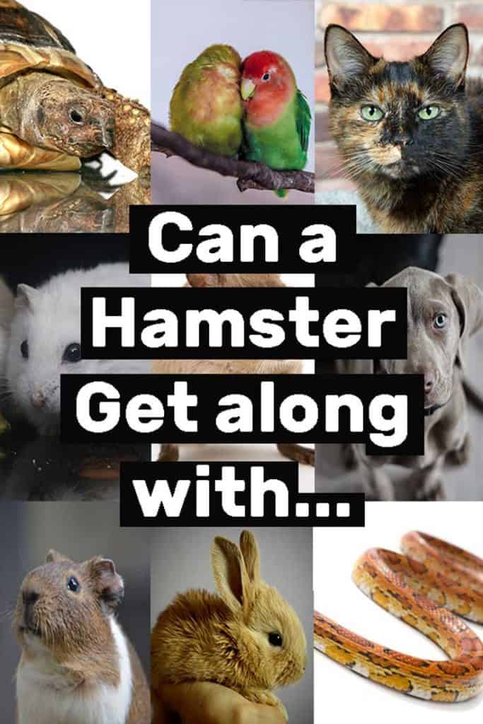 Can a Hamster Get Along with…