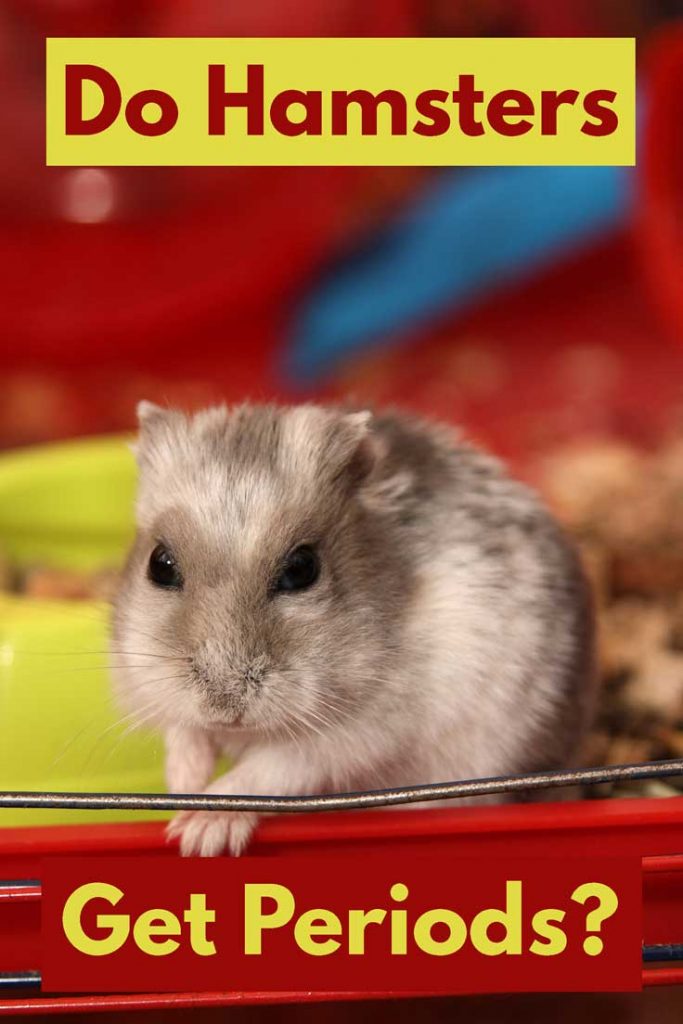 Do Hamsters Get Periods?