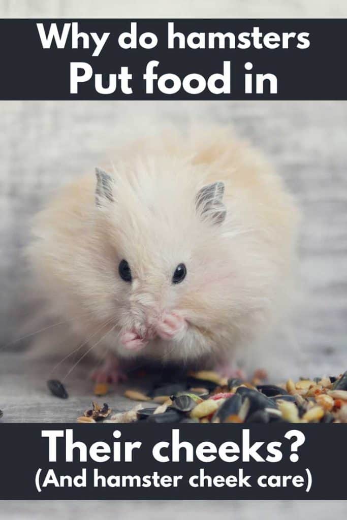Front view of a cute hamster eating food, Why Do Hamsters Put Food in Their Cheeks? (And what you need to know about hamster cheek care)
