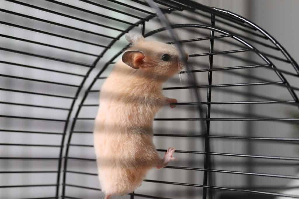 A Syrian hamster climbing the sides of the cage