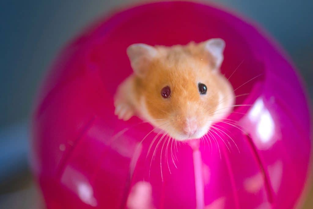 A cute Syrian hamster having fun inside his purple hamster ball