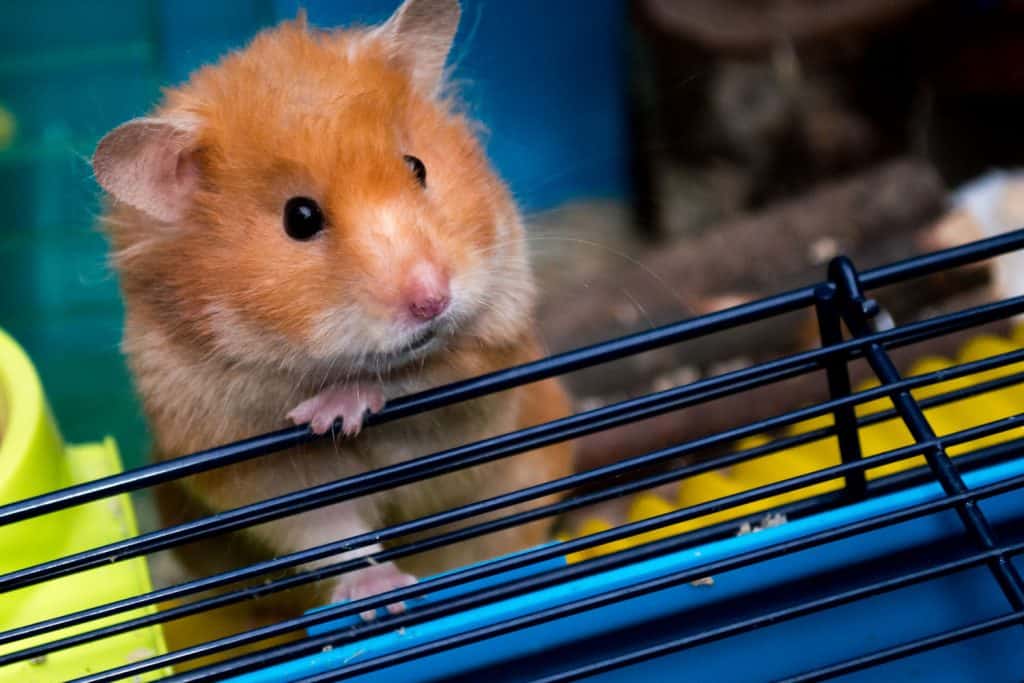 A cute golden hamster nearly reaching the ledge of the cage
