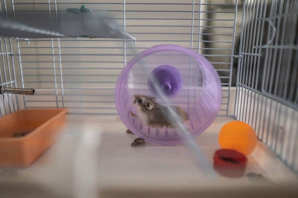 A small gray hamster running in his purple colored running wheel