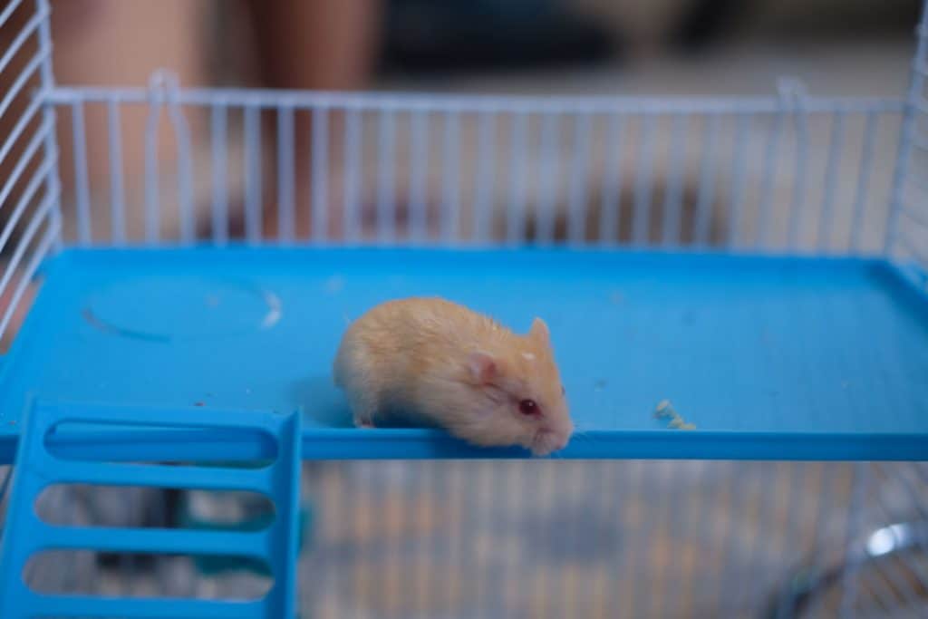 A Syrian hamster resting in the small balcony inside his cage