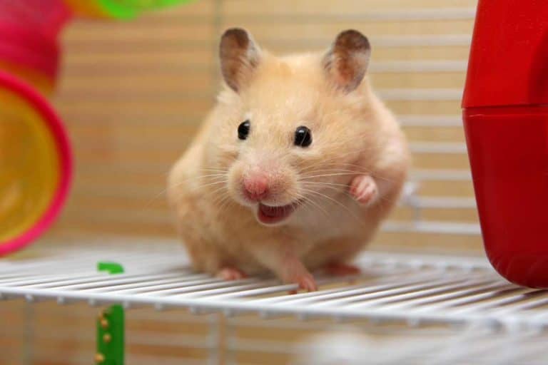 A happy hamster that looks contented with life, 25 Ways to Make Your Hamster Happy
