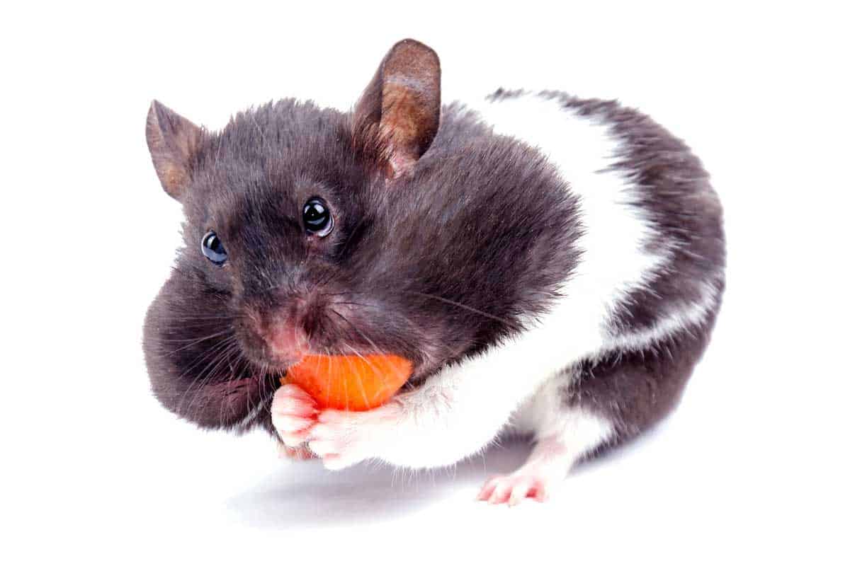 29 Adorable Black and White Hamsters (Picture Post)