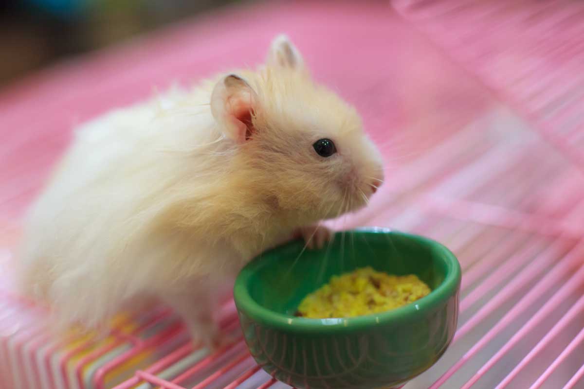 8 Adorable Hamster Bowls That Will Make Both Your Hamster and You Happy
