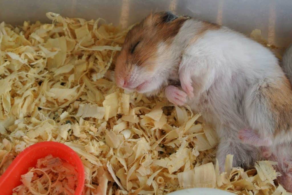 Cute hamster sleeping in his cage