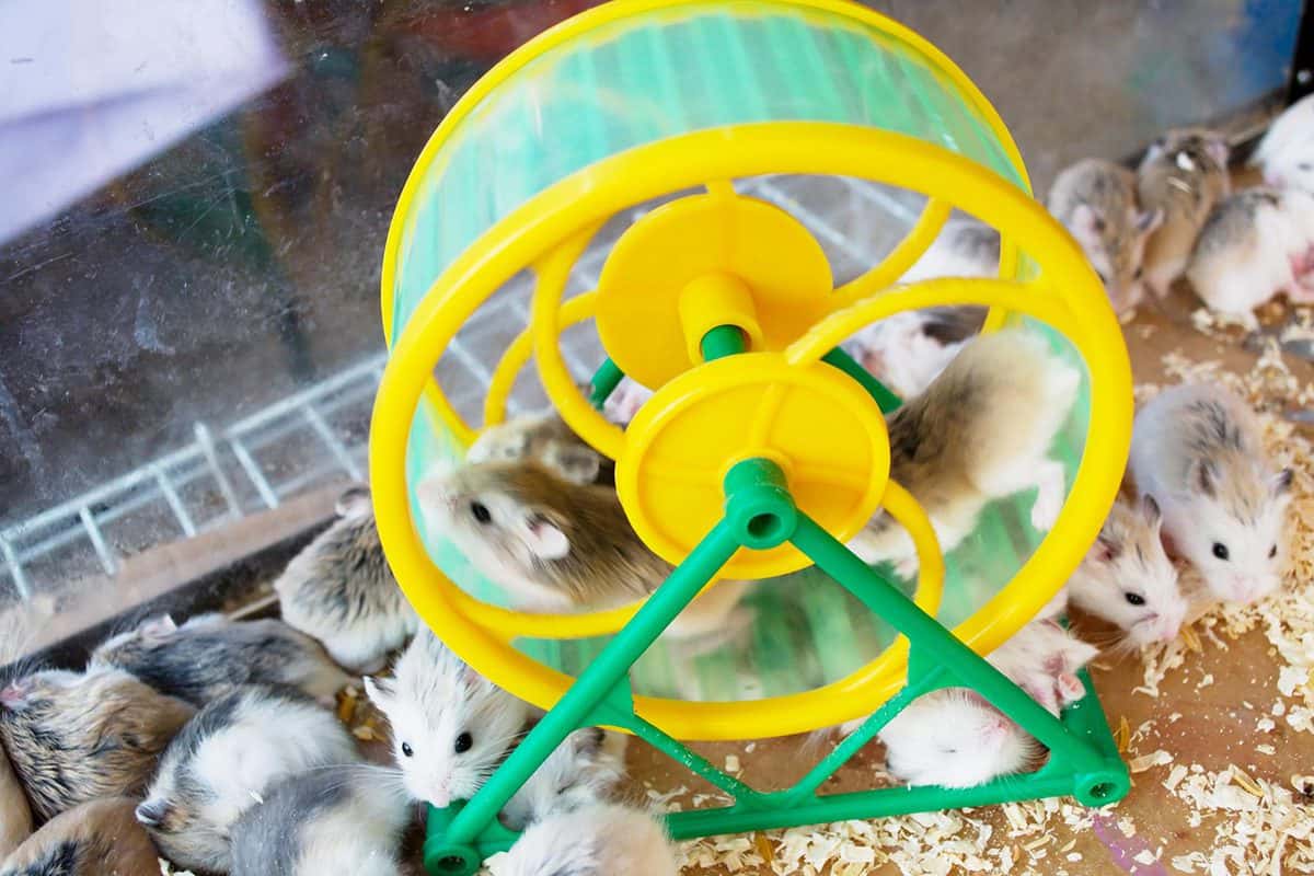 Many hamster running on the wheel