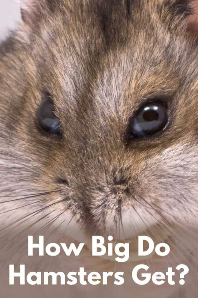 How Big Do Hamsters Get