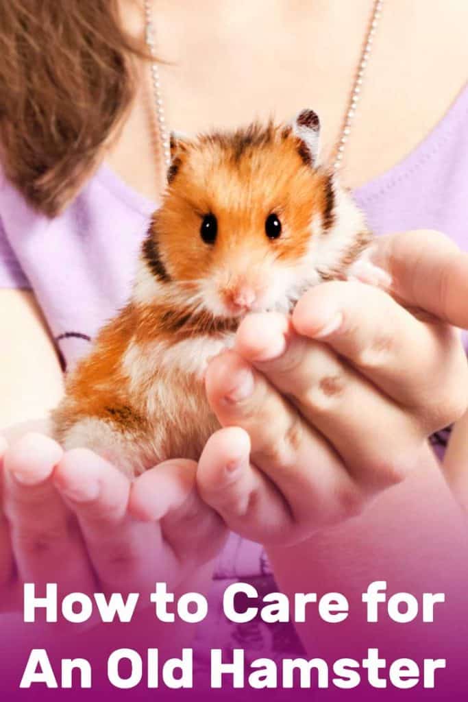 How to Care for an Old Hamster