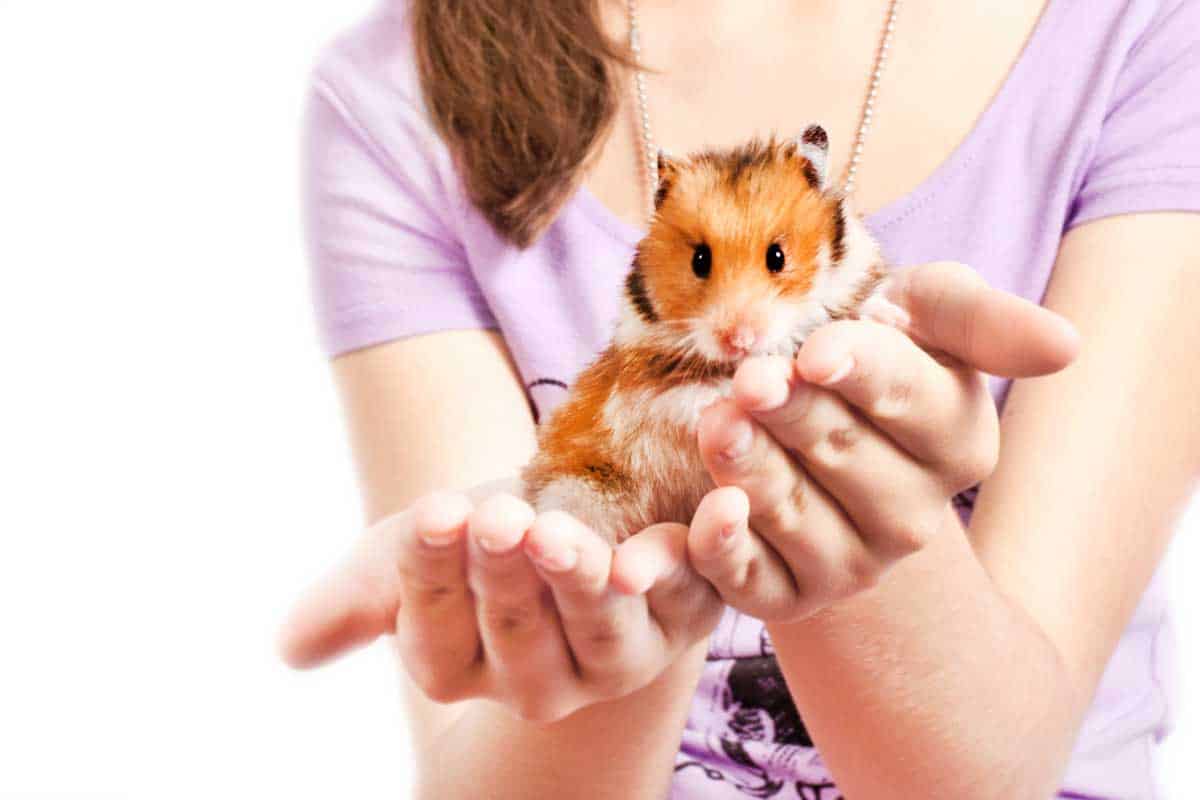 How to Care for an Old Hamster