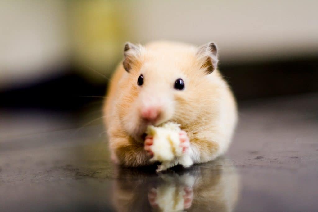 A cute golden hamster eating a piece of treat on its hamster cage, How To Make Hamster Treats At Home [6 Suggestions]