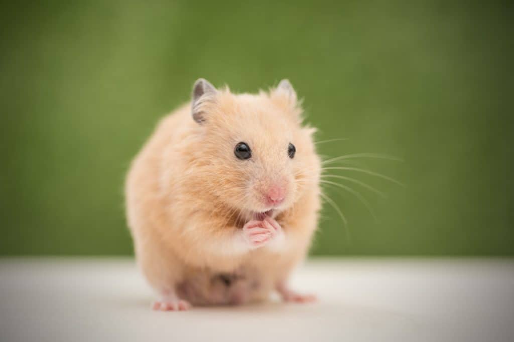 A cute golden hamster sitting on a wooden table, Can Hamsters Eat Coconut? [Inc. Safety Tips]