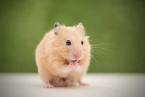 Read more about the article Can Hamsters Eat Coconut? [Inc. Safety Tips]