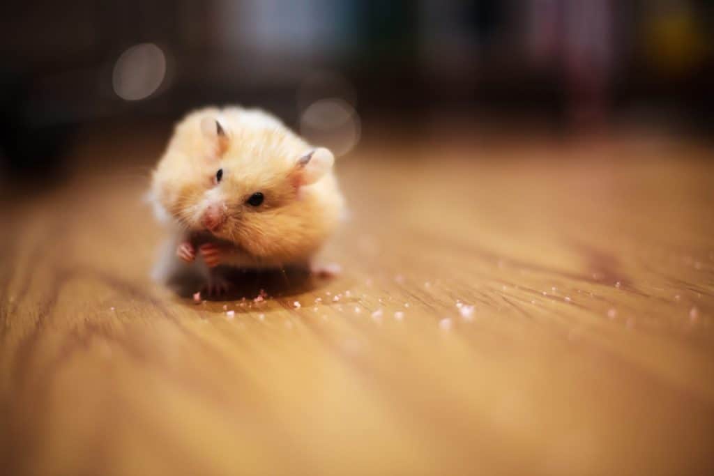 A cute hamster eating his treat on a wooden table, How Much Does A Hamster Weigh?