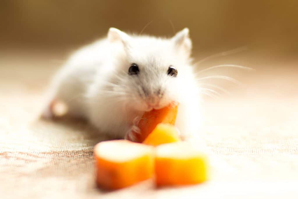 A cute white Jungar little hamster eating a piece of carrot