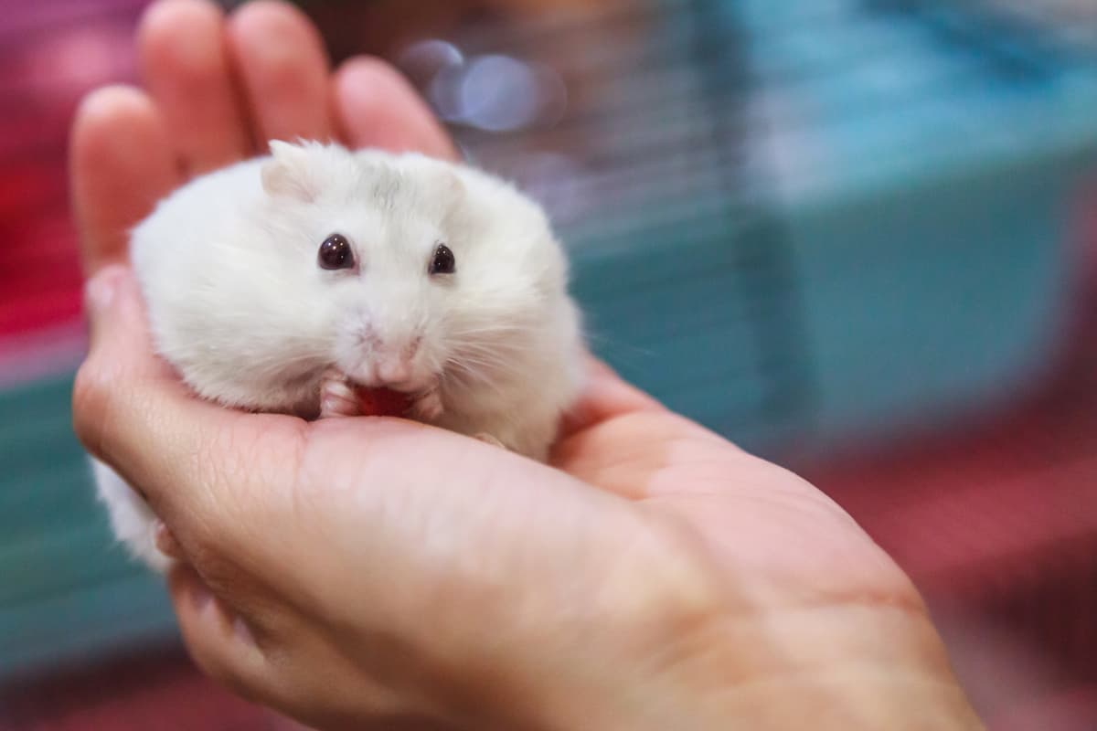 A cute winter white hamster lying on the palms of his owner, Is Bamboo Safe For Hamsters?