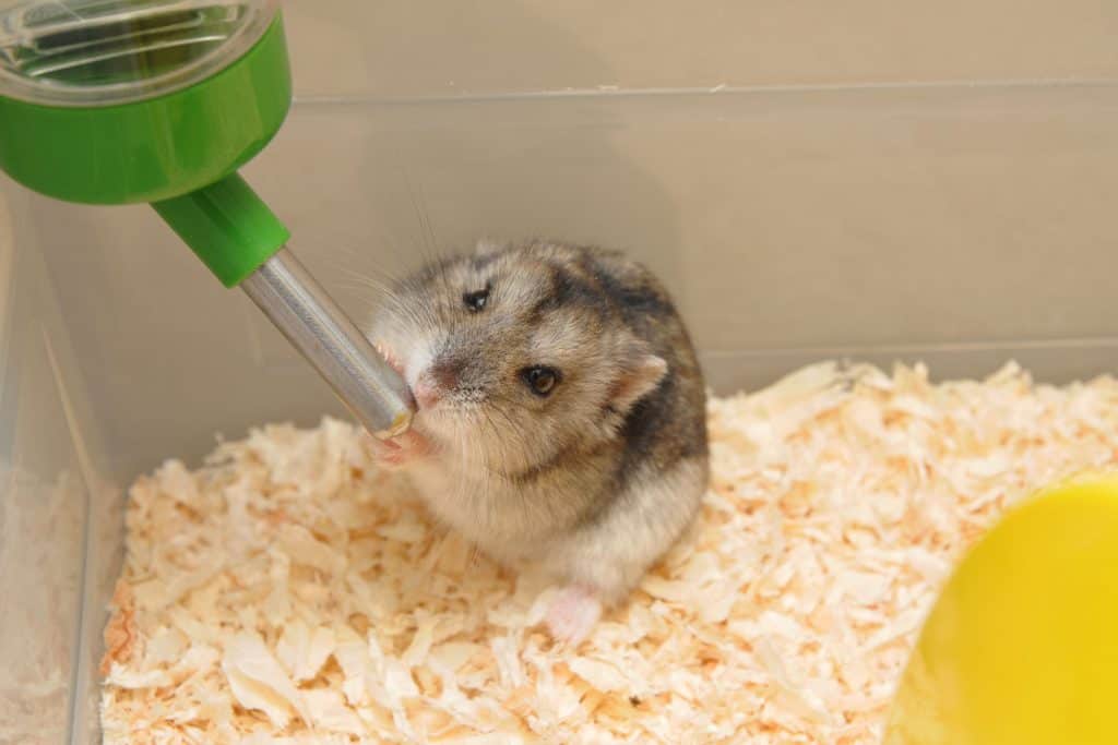 A hamster drinking water inside his cage