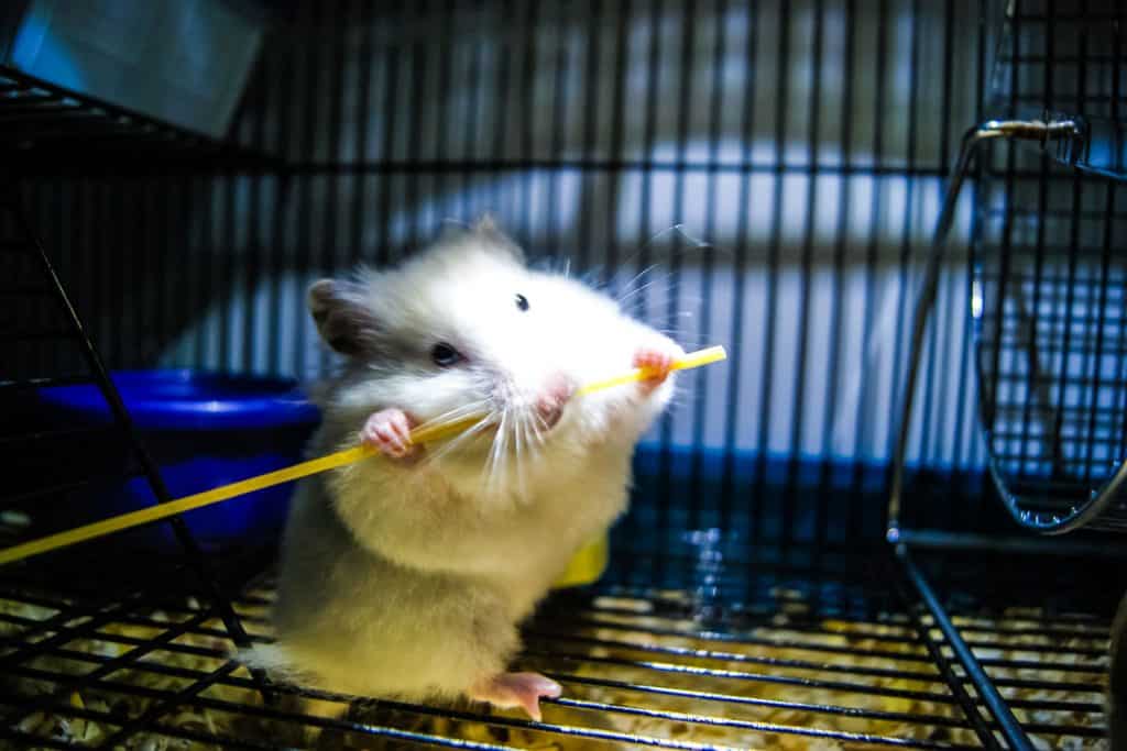 A hamster eating a stick of spaghetti