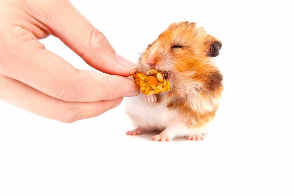 A human feeding his hamster a small piece of popcorn