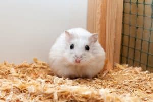 Read more about the article How Much Bedding Does A Hamster Need?