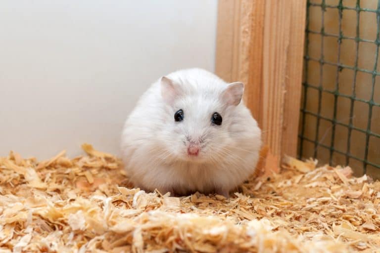 A small hamster sitting on shredded wood on his cage, How Much Bedding Does A Hamster Need?