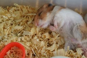 Read more about the article 5 Effective Hamster Bedding Alternatives