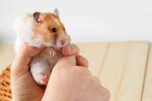 Read more about the article What To Do With A Dead Hamster