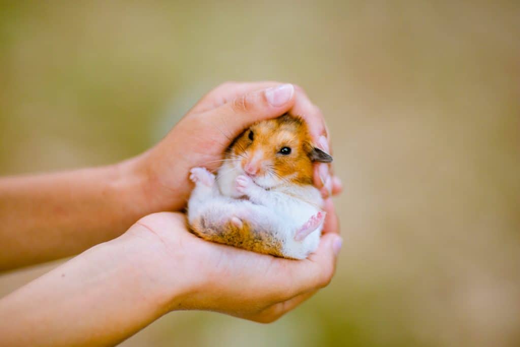 A woman holding a young Syrian hamster on her hands, How Many Toes Does A Hamster Have?