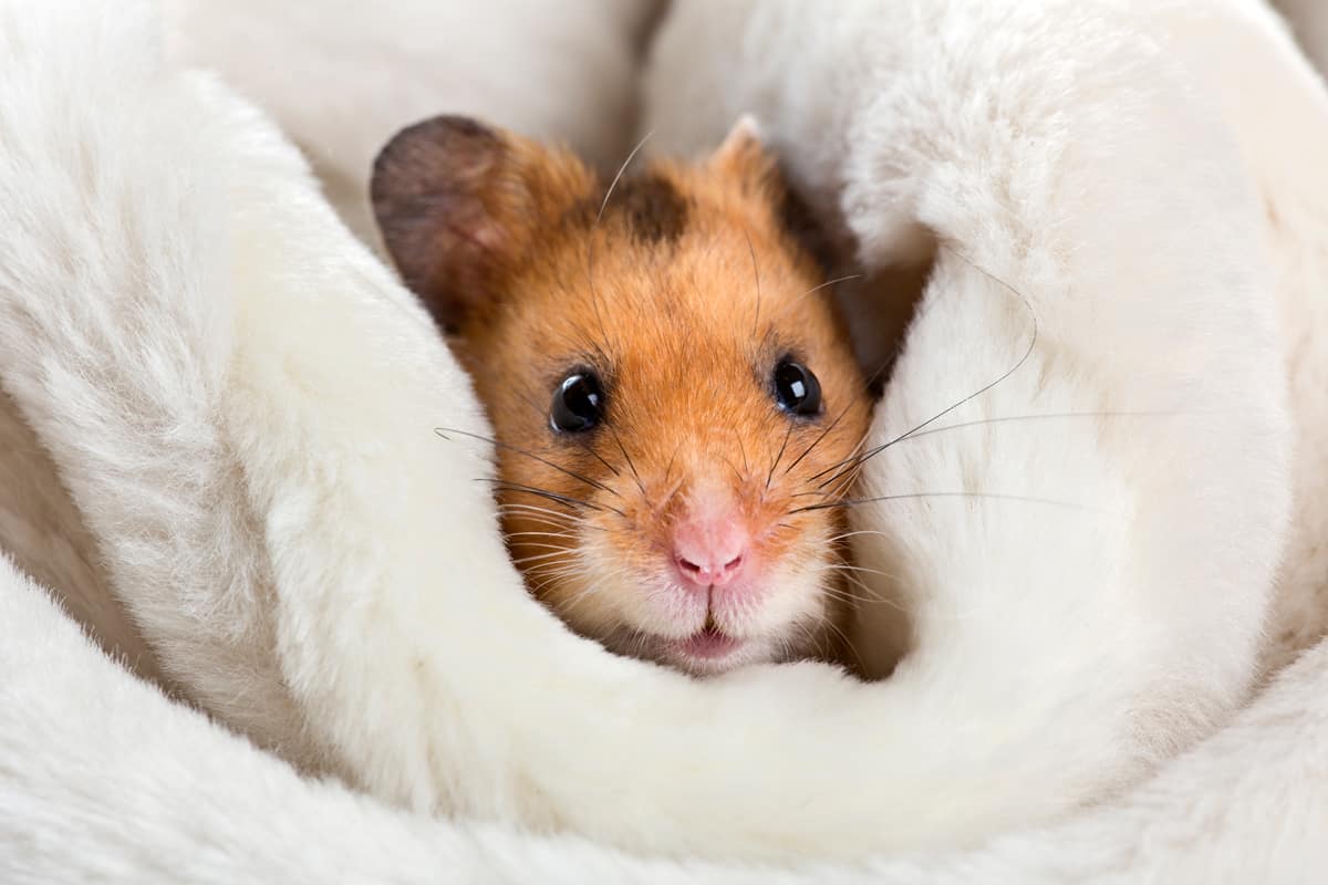 An incredibly cute hamster cuddling warmly on a white fur blanket, How To Keep Your Hamster Warm During Wintertime [7 Suggestions]