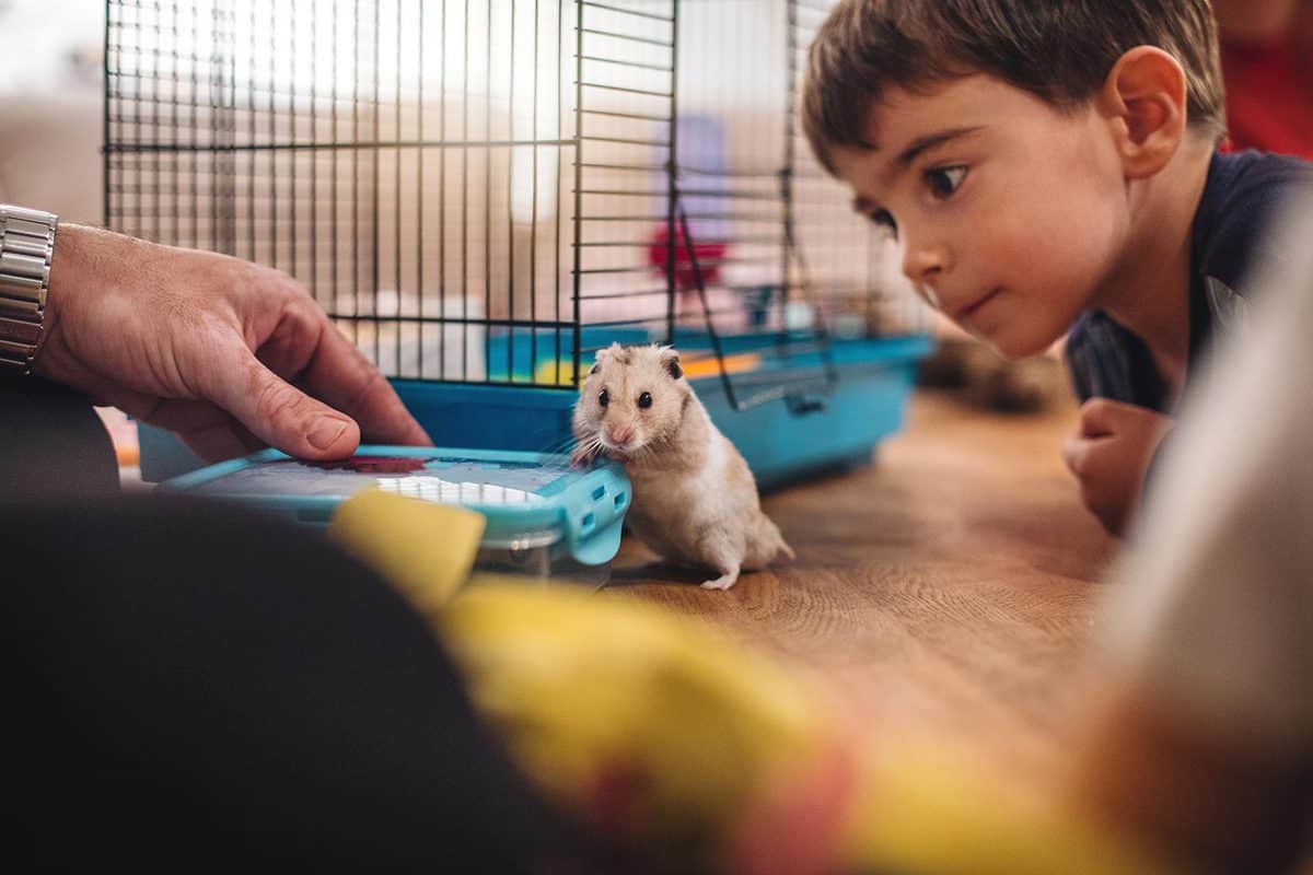 Cute boy looking at the hamster pet
