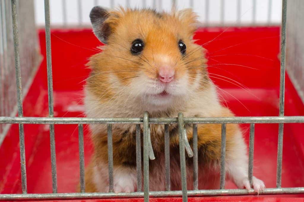 Cute funny Syrian hamster looking out of the cage, 8 Awesome Hamster Cage Cleaning Tips